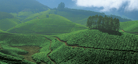 Tea Gardens, Munnar, Kerala